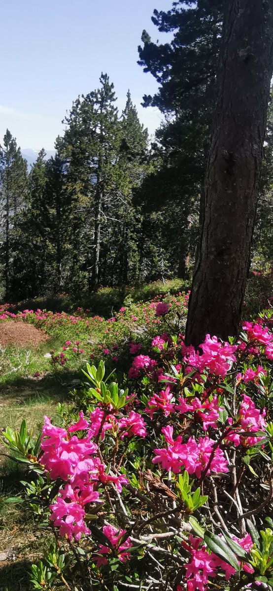 pnaltpirineu's tweet photo. El mes de juny és quan els boscos de pi negre #Pinusuncinata del #PNAltPirineu es mostren més exuberants amb el color fúcsia de les flors del abarset o neret #Rhododendronferrugineum. Són un hàbitat exclusiu dels Pirineus i acullen espècies com el gall fer o el mussol pirinenc. https://t.co/eKxB4YVJbM