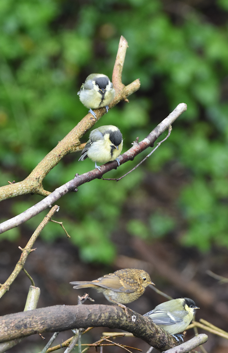 DBraidenPhoto's tweet photo. Reduced crop of a juvenile robin photobombs juvenile greattits.

#robin #greattit #BirdsSeenIn2022
#TwitterNatureCommunity https://t.co/YqWUQ0j3SK
