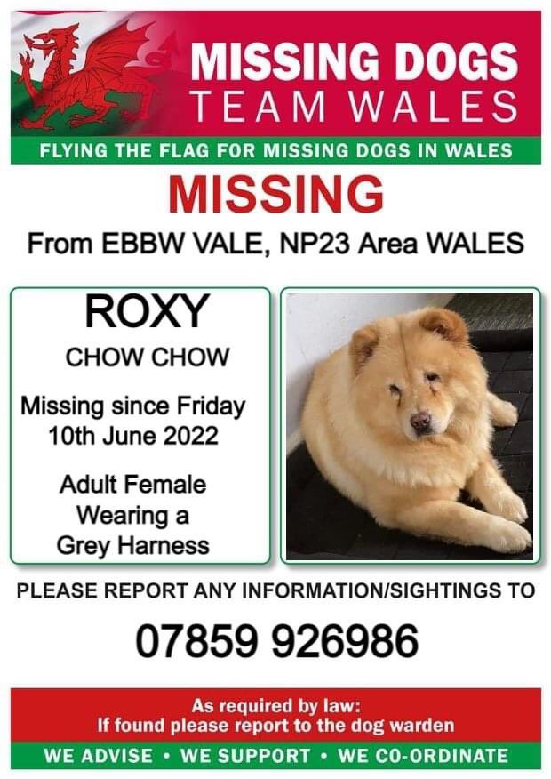 ❗️#ROXY ❗️MISSING FROM #EBBWVALE, NP23 AREA #WALES.
🔻LAST SEEN ABOVE WAUNLWYD, ROXY IS NERVOUS, PLEASE CALL NUMBER WITH ANY SIGHTINHS 🔻 
❗️MISSING SINCE FRIDAY 10th JUNE 2022 ❗️
❗️❗️PLEASE DONT CHASE, CALL NUMBER WITH ANY SIGHTINGS.#RT #FindRoxy #ChowChow