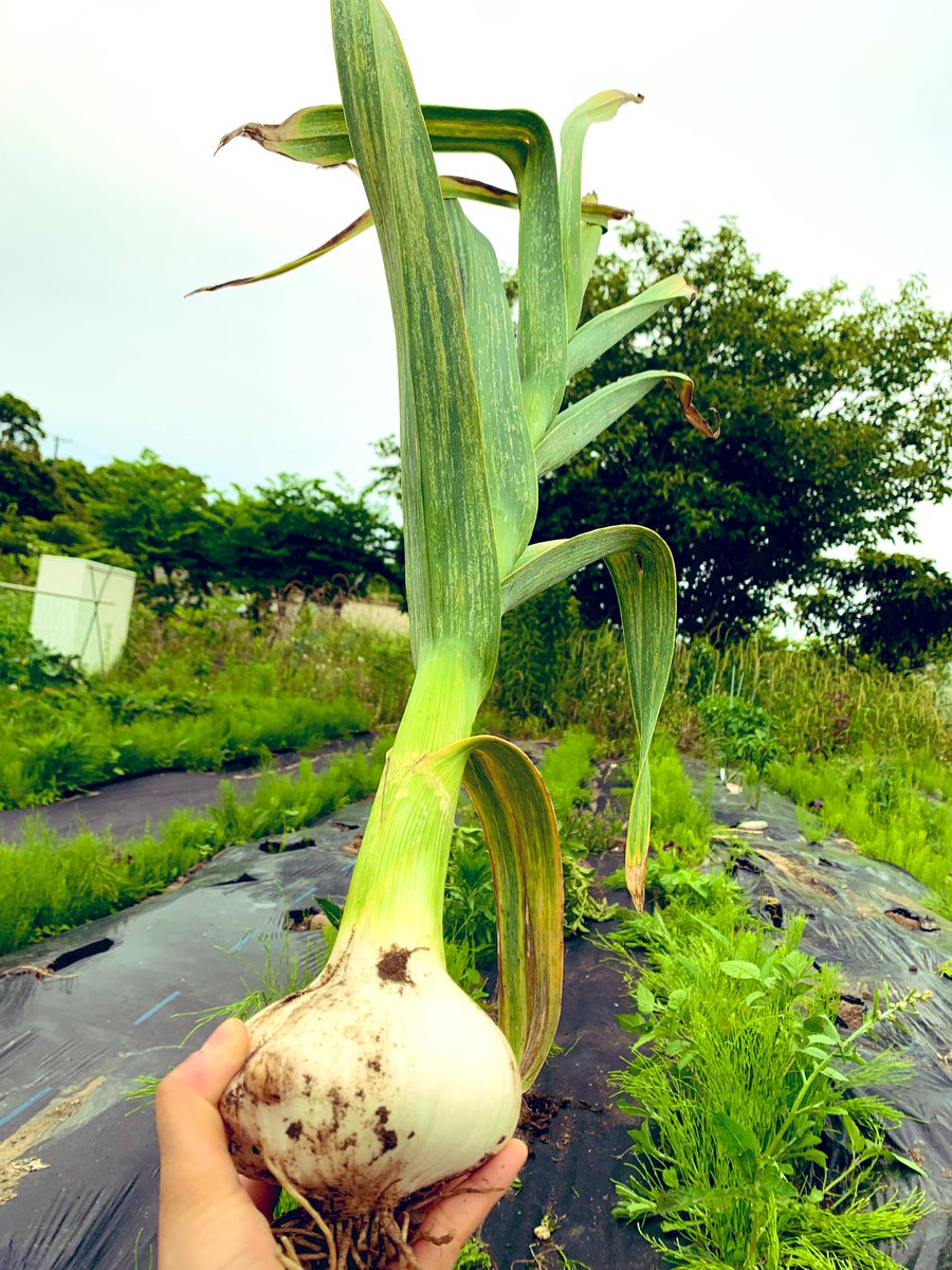 FukaLp's tweet photo. ジャンボニンニク🧄
デカすぎて笑う https://t.co/YYpxPx7OXG