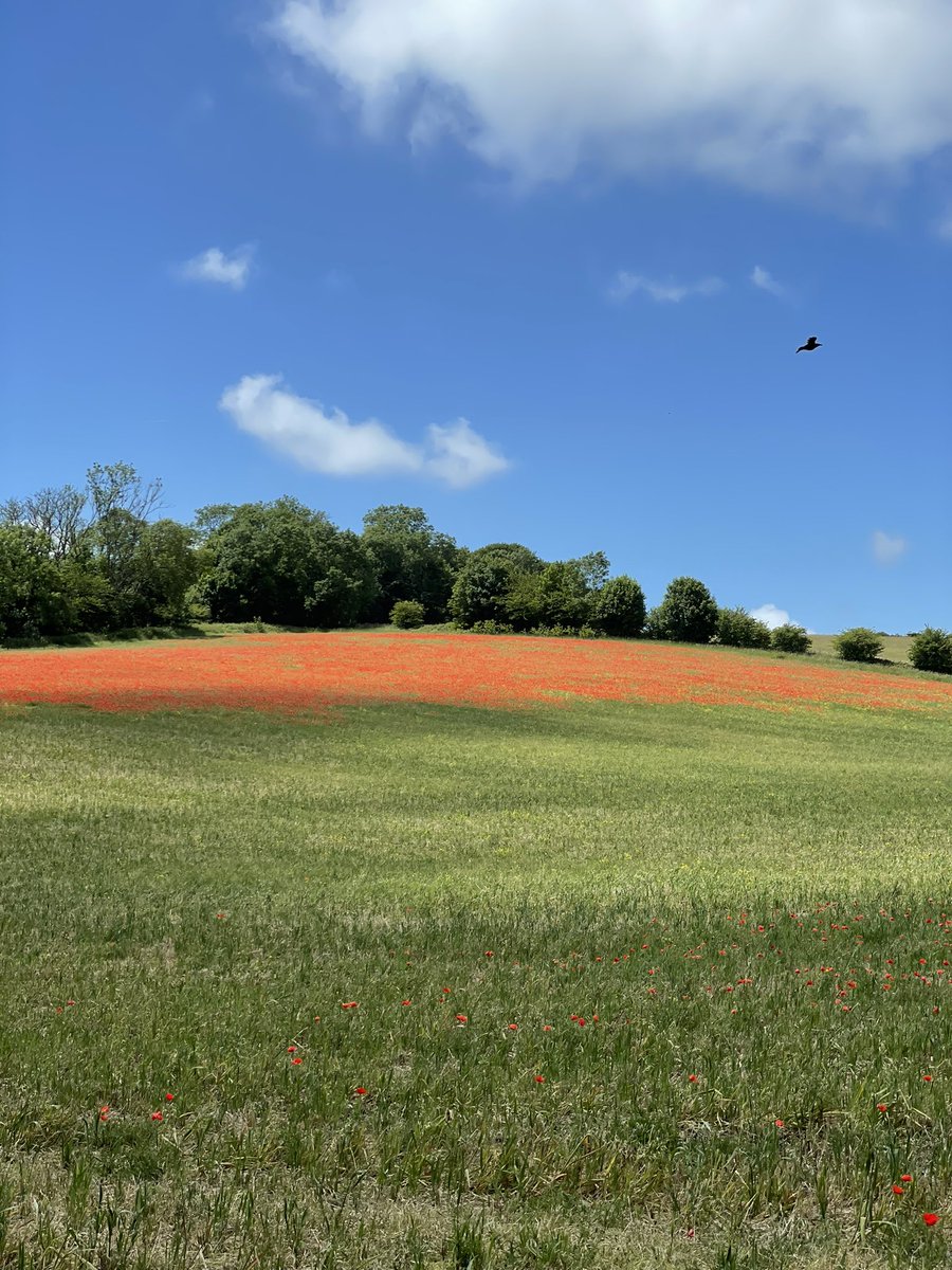 burch_abroad's tweet photo. Just the 75,000 steps over the weekend. Highlights included seeing a poppy field, a reservoir, a viaduct and the sea. Oh and lots of cows, sheep, horses and birds. The sun even made an appearance 🌞

#hiking #hikingadventures https://t.co/ti9wc1PxOQ