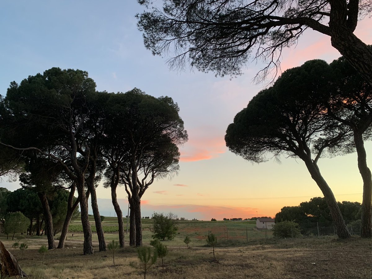 En plena #oladecalor os recordamos el gusto que da correr por la noche en verano😬 Así de chulo está al atardecer el pinar, salida y llegada de la #NocturnaFuentecen que se celebra el próximo #19Agosto!! ¿Donde puedes inscribirte? ¡Aquí!!👇🏻
avaibooksports.com/inscripcion/vi…