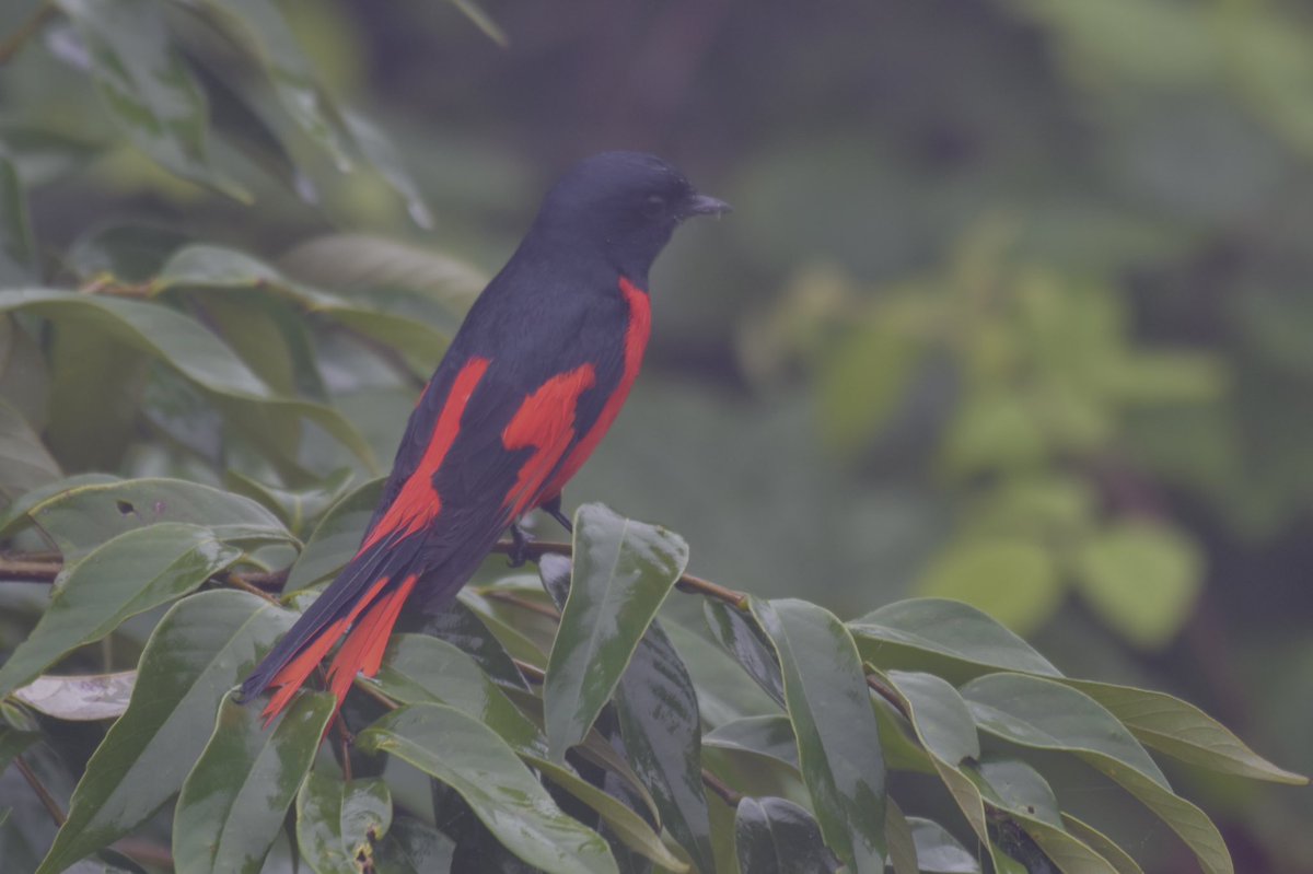 #longtailedminivet #IndiAves #birdphotography #birding #BBCWildlifePOTD #BirdsSeenIn2022 #June2022 #Pelling