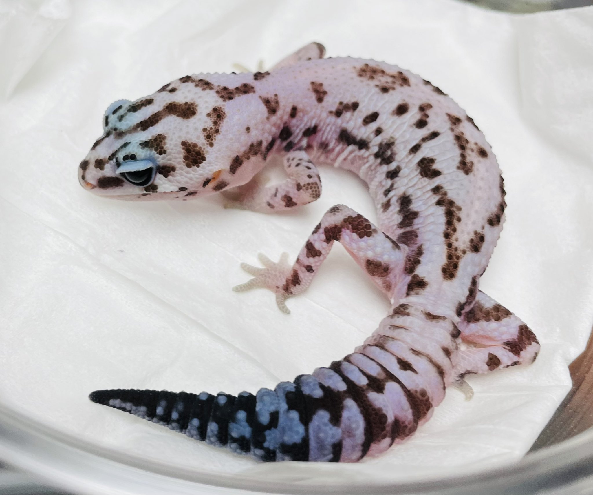 SHN REPTILES 2.0💮 on X: 