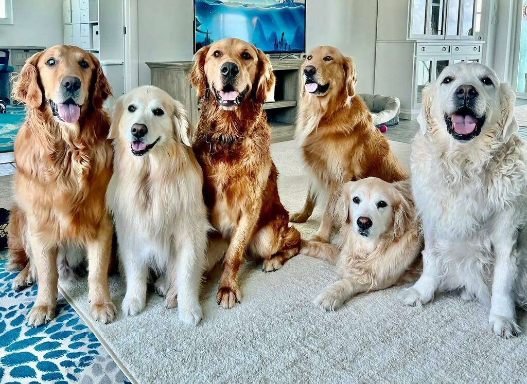 TheGoldenRatio4's tweet photo. New family portrait 
🤎💛🧡🤎💛🤍 https://t.co/76UuJYL1p9