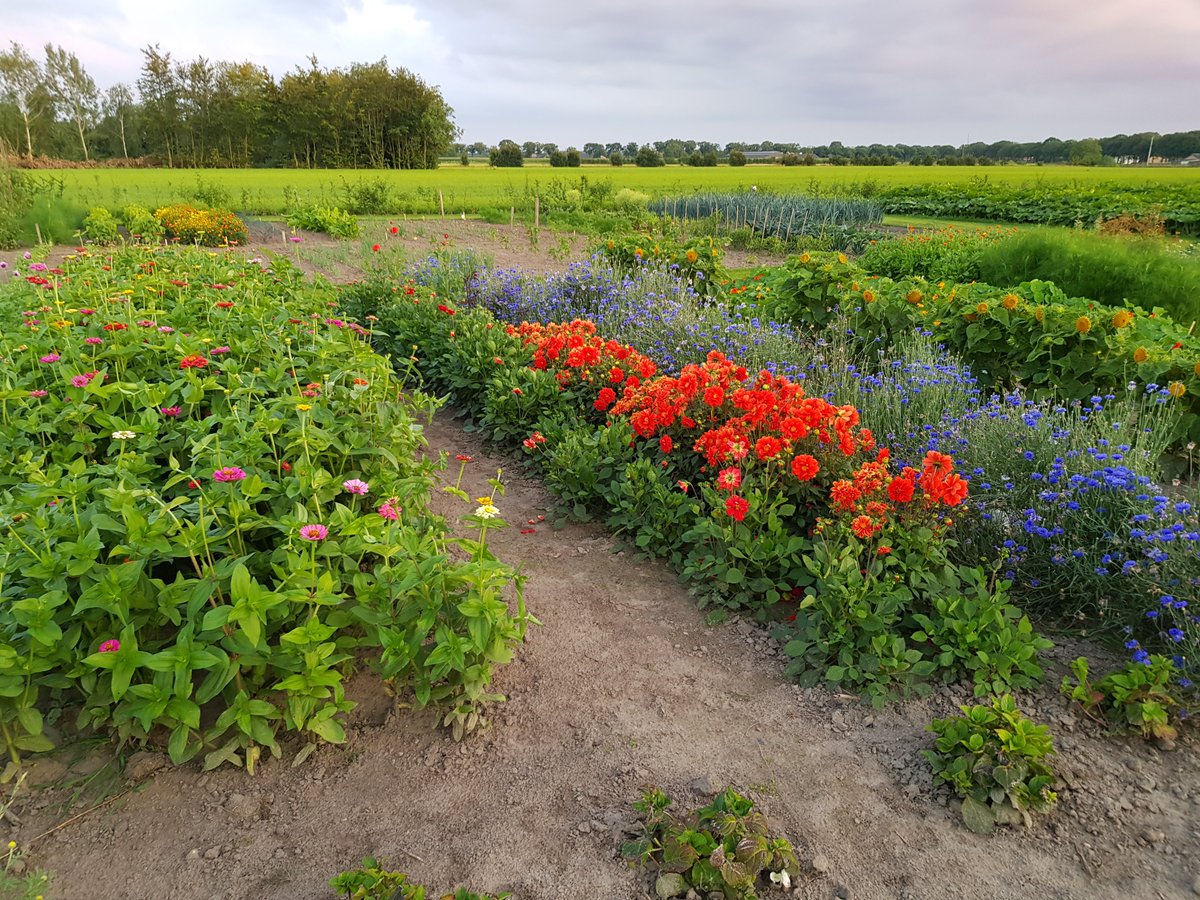 Buurttuin Someren wordt op 25 juni 2022 officieel geopend na een eerste proefjaar. Geweldig initiatief. Lees meer over #buurttuin op mijn tuinblog  tuinhappy.nl/buurttuin/