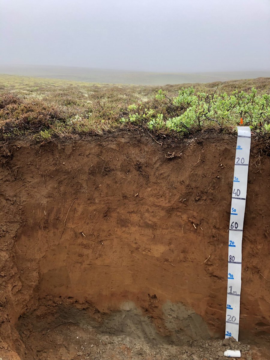 WRB2022's tweet photo. Site #20 Thingvellir, Iceland.
This profile was classified as:
WRB: Eutric, Mollic, Vitric, Silandic Andsol (Hyperhumic, Pantosiltic, Turbic).
USDA ST: Medial, Amorphous
Eutric, Pachic Fulvicryand
@2015Wrb #Iceland 🇮🇸
#soilclassification tour https://t.co/riLyZqj6Zu