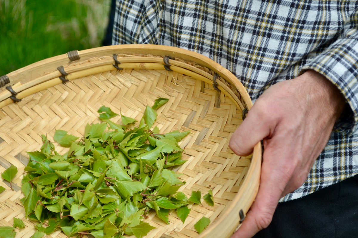 HighlandBndry's tweet photo. We've finished picking our birch buds for this year. We use sustainably hand-picked local botanicals in our spirits, not imported nor tropical dried ingredients. Our drinks are all about the natural flavours of Scotland, this is one of the reasons that makes us different. #notgin https://t.co/myENM982Cr