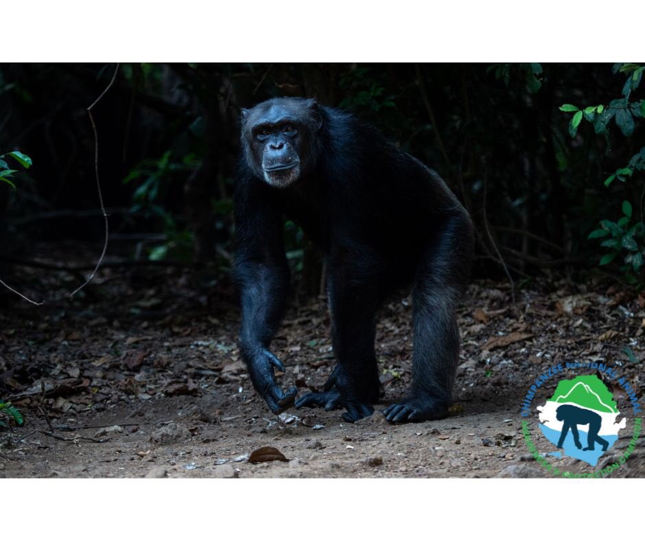 Did you know that male Chimps stay within their natal group? Yes, they do. Female Chimps are the ones who leave their natal group when they reach sexual maturity.
renato_granieri_photography
#Salone4Chimps’22
#Chimpanzee
#SalonePride
#SierraLeone
#National
#Animal
#Campaign