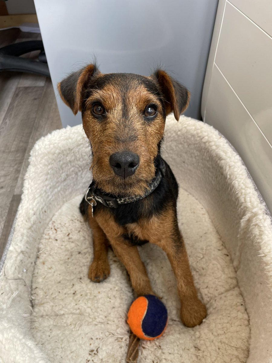 Big news of the day is that our #bookshopdog, Alfie, has just come back from the groomers.  Doesn’t he look smart?!? #dogs #bookshop #dogsoftwitter