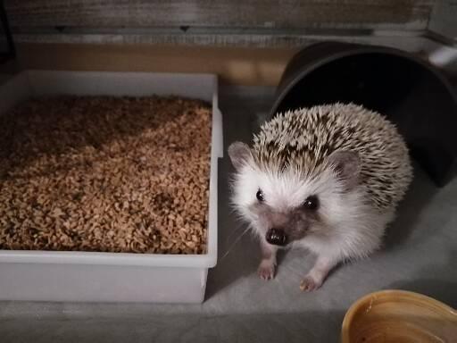 Takeshi0213I's tweet photo. 友人が宮崎県でハリネズミ飼いの仲間をさがしています！
関東から宮崎に引っ越したらハリネズミ仲間が周りにいなくて情報交換が難しくて困っているそうです｡｡｡
宮崎県でハリネズミを飼っている方！ 連絡下さい！
（写真はウチのハリネズミです。） https://t.co/kzRR0oHhNp