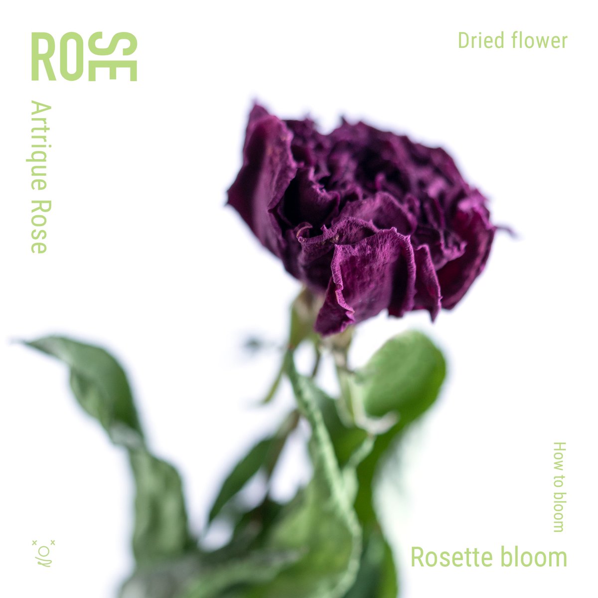 flovvers_io's tweet photo. Antique Rose as dried flowers
#NFT #NFTCommunity #NFTartist
#FLOVVERS #フラバーズ #metaart https://t.co/Az41j3j8m6