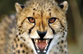 True competitors like to compete regardless of the circumstances. A good athlete who’s not a competitor is a liability. #Cheetahs #DBLock #Ap2w