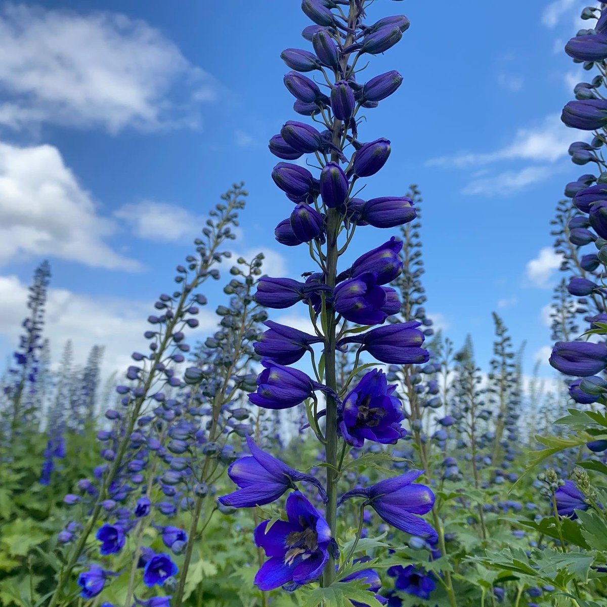 NAYLOR FLOWERS Ltd tweet media