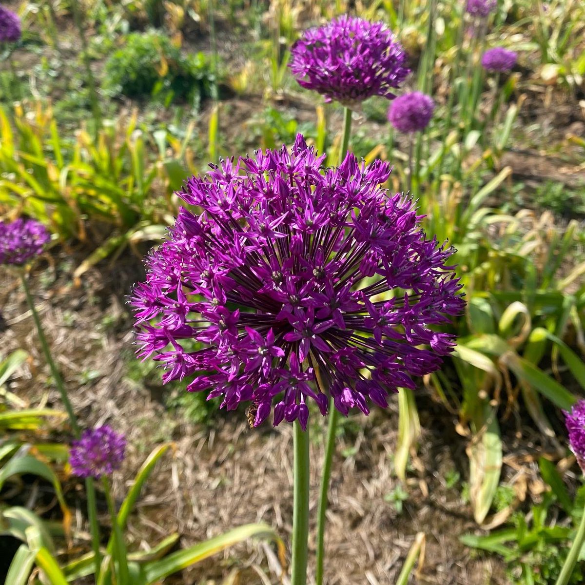 NAYLOR FLOWERS Ltd tweet media