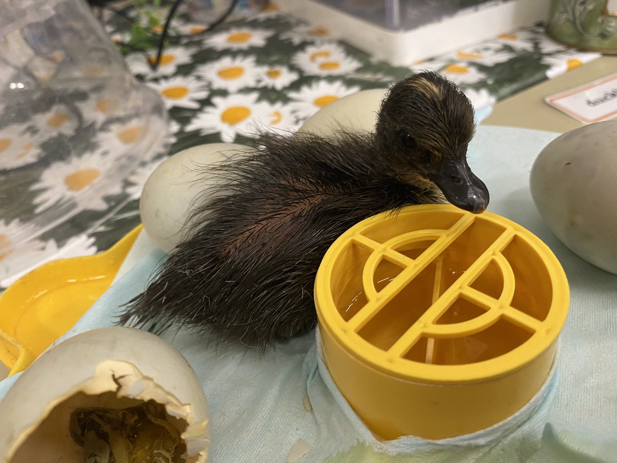 We have a duckling! 💜<a href="/fsuBHPS/">Battle Hill FSU</a> <a href="/BattleHillPS/">Battle Hill Primary</a>
