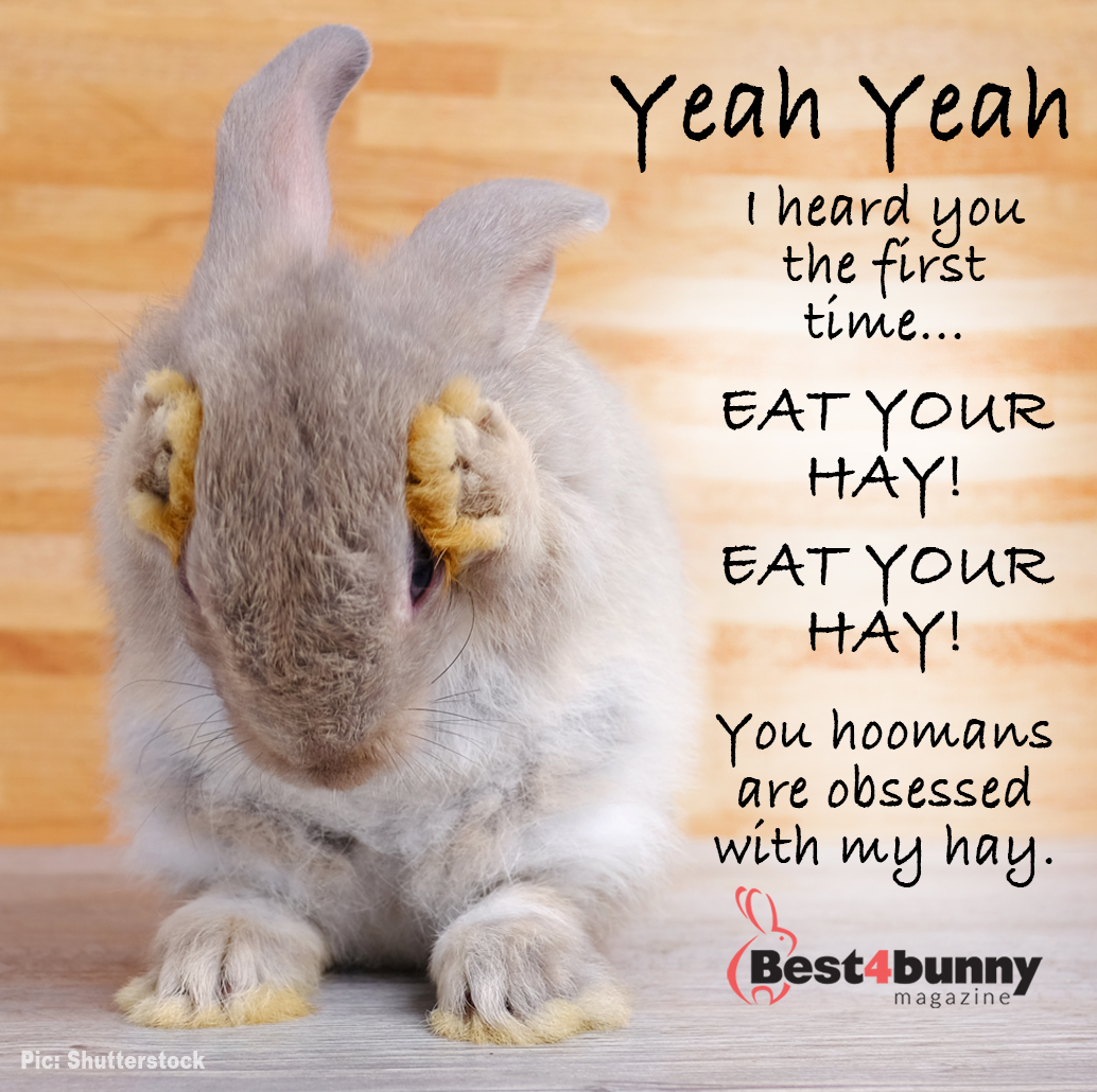 Best4bunny's tweet image. Do you have a bunny that shows little or no interest in eating their hay? Here in our blog we have put together some top tips to help encourage your rabbit to eat hay... best4bunny.com/clever-ways-en…