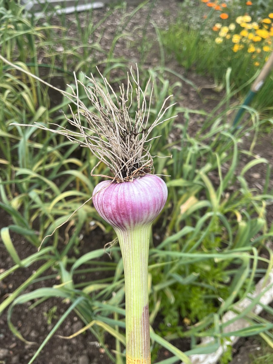 I pulled up a garlic bulb to see how they were and voila, not too bad. 👍👍👍

This variety is Early Purple Wight and it was planted at the end of October Last year. I’ve been very lucky that the rust which is prominent on other allotments hasn’t struck my garlic 🧄 

#garlic