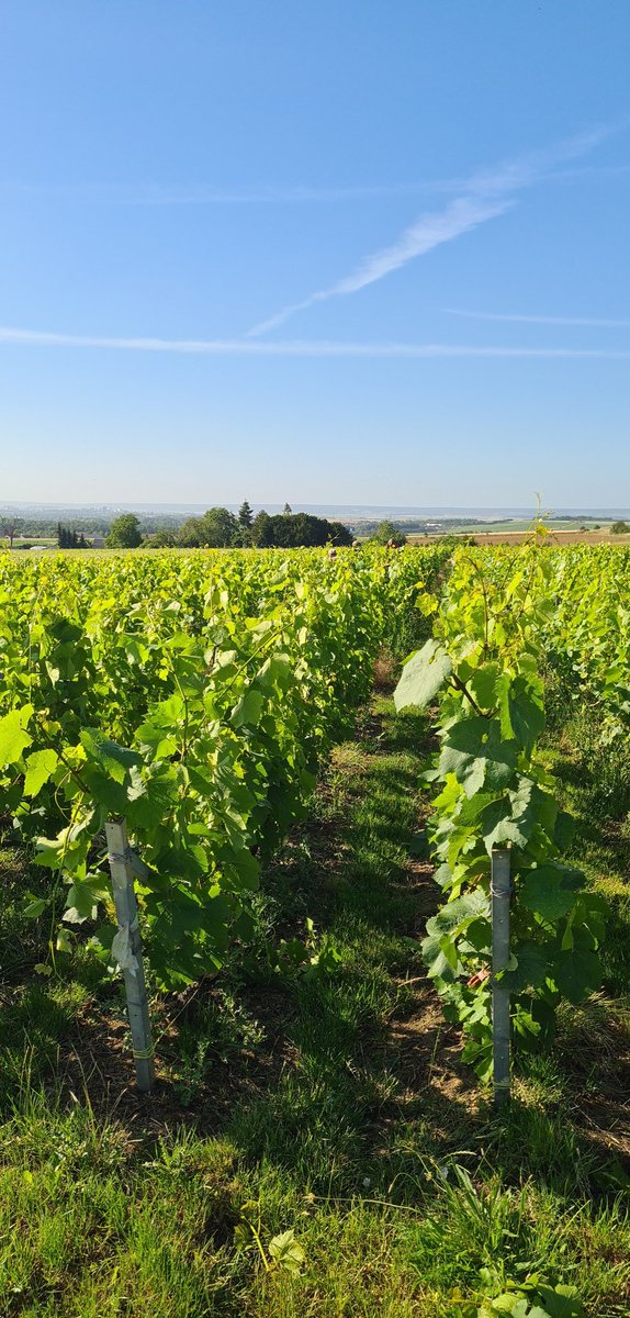 CricriBch_51's tweet photo. Aujourd'hui c'était la 1ère journée de pallisage et ce matin pallisage des Chardonnay ! #LoveMyJob #Viticulture #Pallisage #Chardonnay #Merfy #GrandReims #Grandest https://t.co/woEWuns1Rs