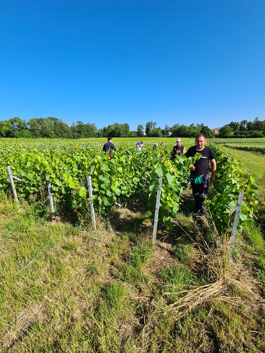 CricriBch_51's tweet photo. Aujourd'hui c'était la 1ère journée de pallisage et ce matin pallisage des Chardonnay ! #LoveMyJob #Viticulture #Pallisage #Chardonnay #Merfy #GrandReims #Grandest https://t.co/woEWuns1Rs