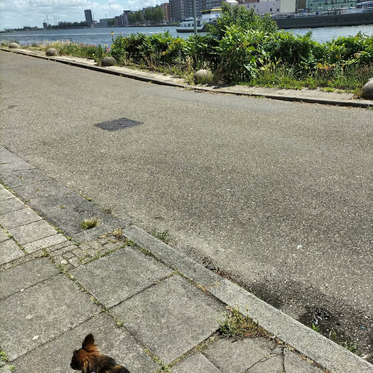 Sampfan's tweet photo. little stroll #littleterror before going #020Oost signing contract (& start painting & moving 3000000 boxes) https://t.co/z5pRK3vKZ7