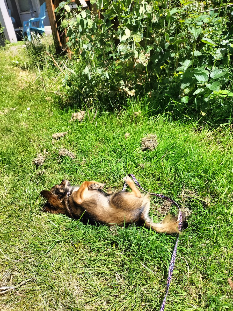 Sampfan's tweet photo. little stroll #littleterror before going #020Oost signing contract (& start painting & moving 3000000 boxes) https://t.co/z5pRK3vKZ7
