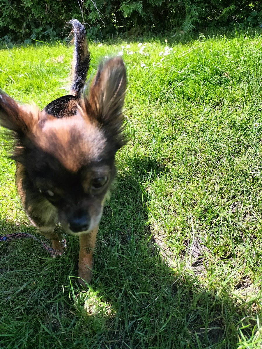 Sampfan's tweet photo. little stroll #littleterror before going #020Oost signing contract (& start painting & moving 3000000 boxes) https://t.co/z5pRK3vKZ7