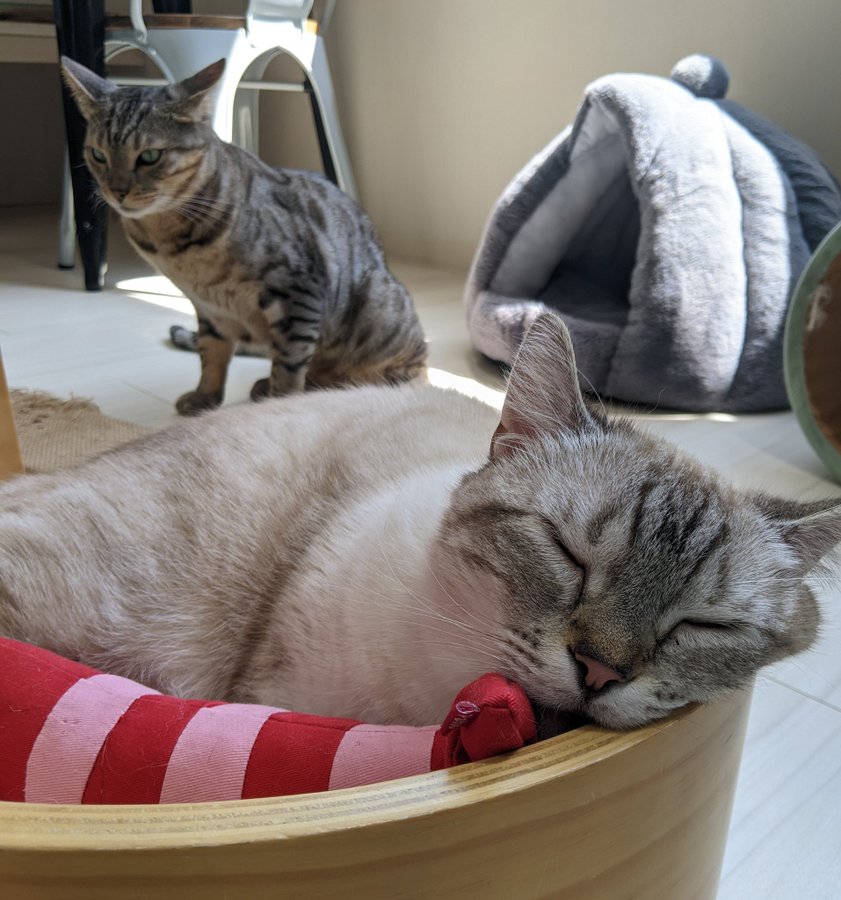 猫カフェ リプミィ 電源 Wifi完備 北千住駅から徒歩5分