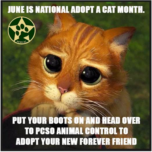 PolkCoSheriff's tweet photo. We are happy to report that our #FreeAdoptionEvent on Saturday the 11th was a big success!!! 134 dogs & cats got new #FureverHomes.
Oh, and here's a not-so-subtle reminder that it's #NationalAdoptACatMonth.
#PCSO 🐶🐱🥰 https://t.co/E87yd0oQ8j