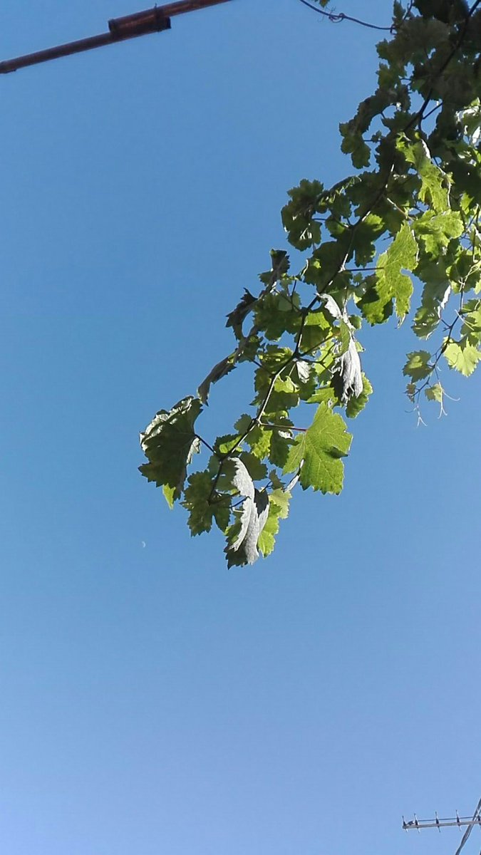 اللَّهُمّ‌‌‌‌‌‌‌ قُلوبنا، تولّاها بلُطفك