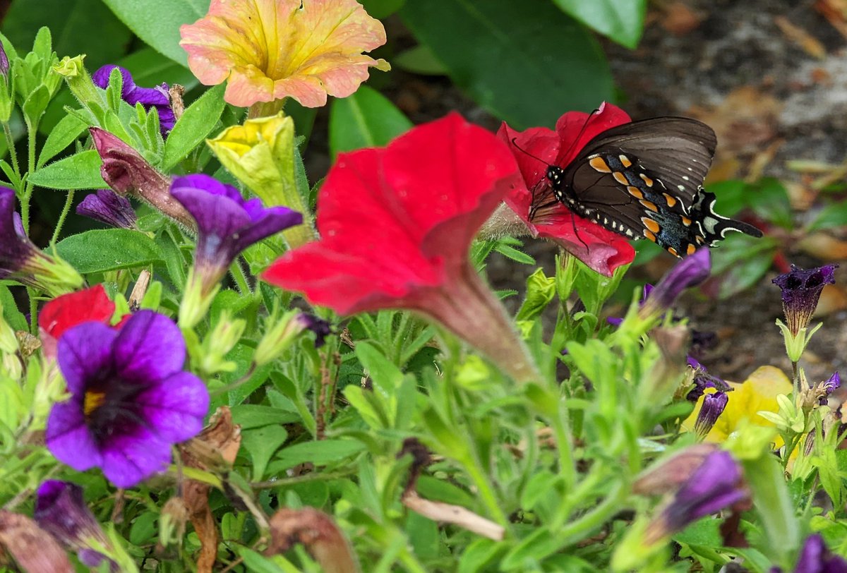 CCCAlanPollock's tweet image. In a #capecod garden, color begets color.