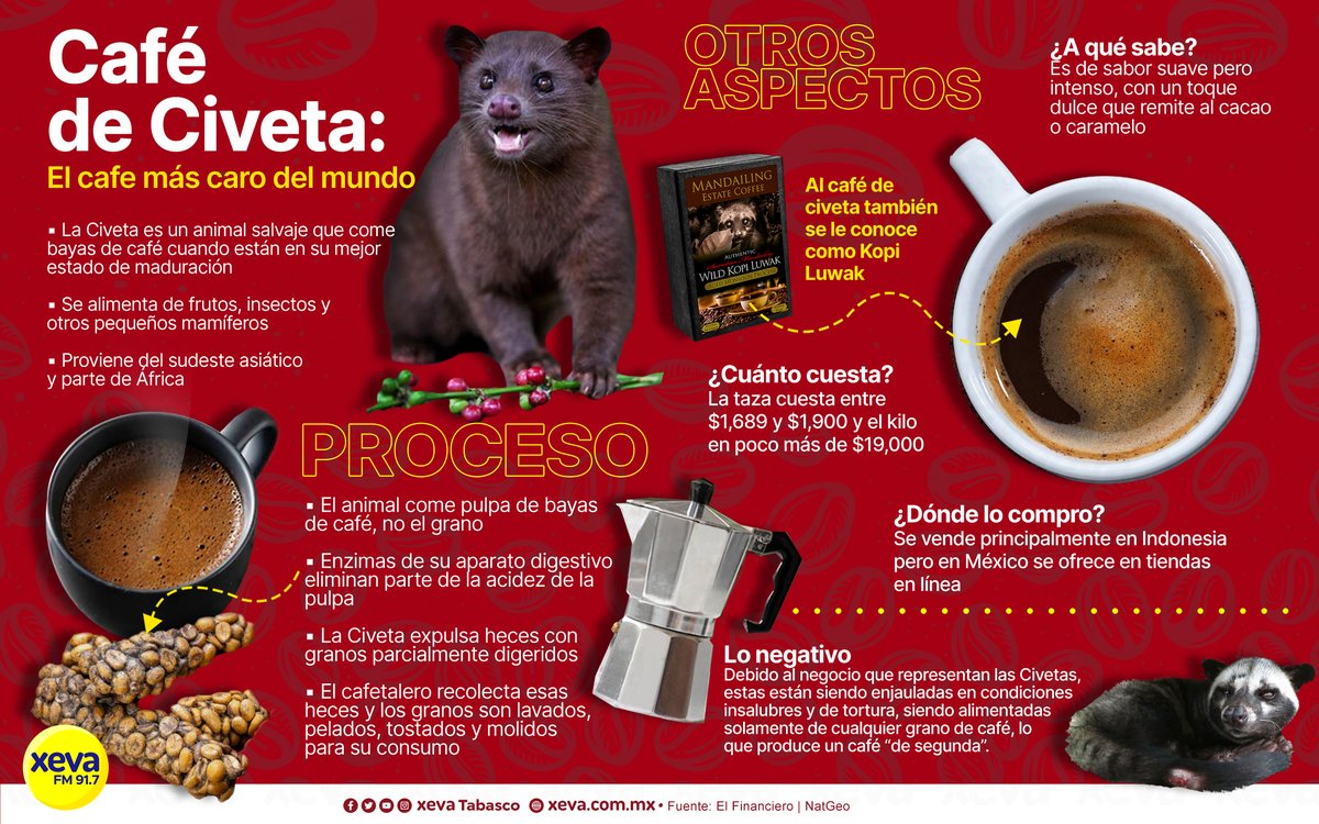 XEVATabasco's tweet photo. Café de #Civeta ☕️
¿De qué está hecho el café más caro del mundo? https://t.co/YxxVRVtn0v