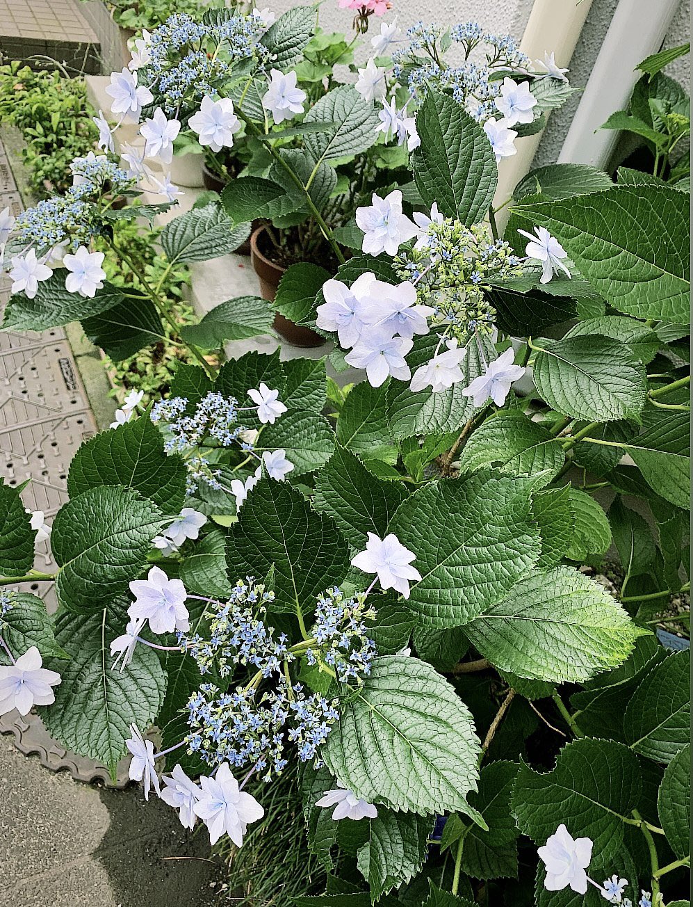 ゆずこぼし 星花火という品種らしい 紫陽花のことすきー T Co Vvv0j46vrv Twitter