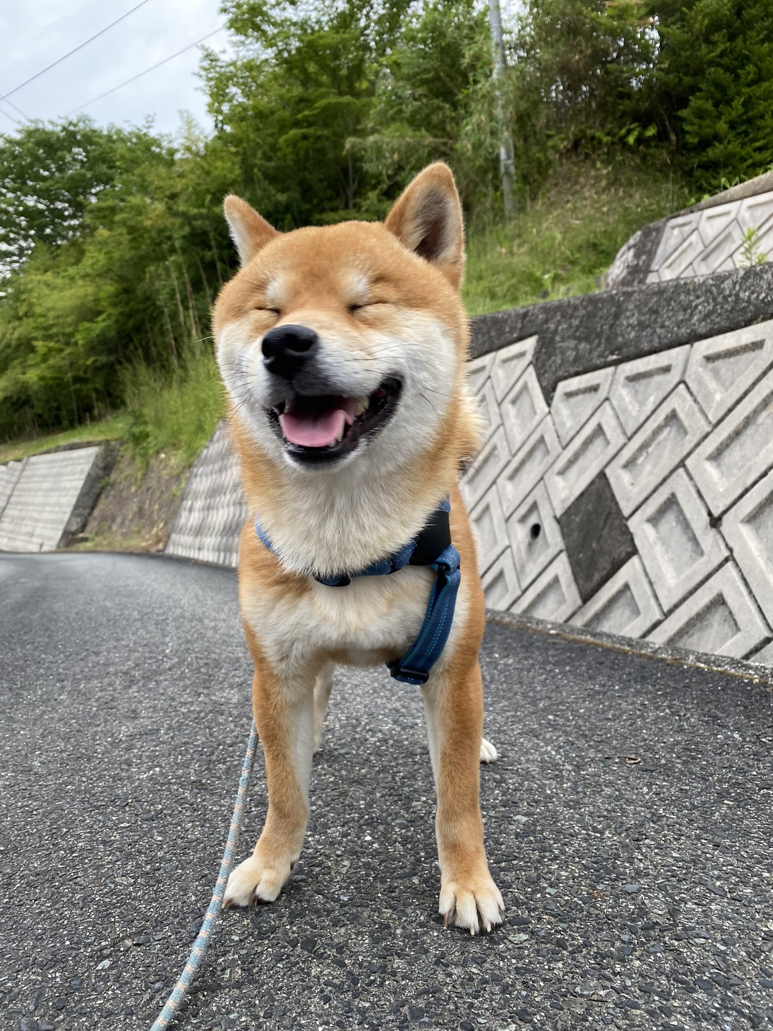 福ちゃん 笑うと目がなくなるのは日人も犬も同じだね 笑うと目がなくなる 柴犬 柴犬ないる暮らし 愛犬 T Co Enftxjjjlb Twitter 福ちゃん 笑うと目がなくなるのは日人も犬も同じだね 笑うと目がなくなる 柴犬 柴犬ないる暮らし 愛犬 T Co Enftxjjjlb Twitter