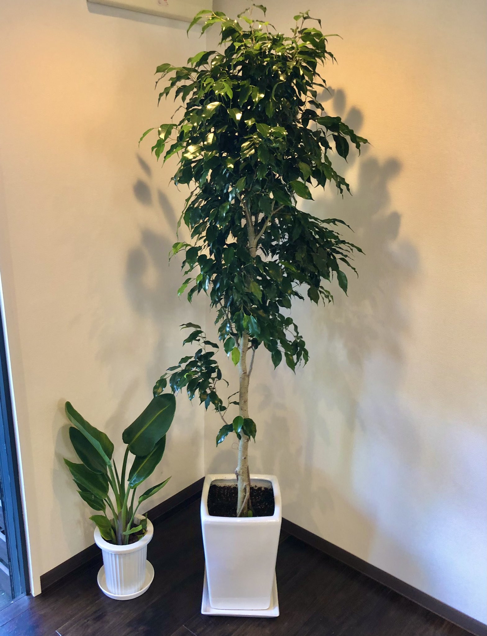 札幌花屋 Sallow サロウ 渡邉直人 いつもお世話になっている美容室さんからのご注文 ベンジャミンとオーガスタ T Co Jk44kbmpxa 緑のある生活 緑のある暮らし 尺鉢 観葉植物 花 札幌花屋 華やか ベンジャミン 札幌 サロウ Sallow 札幌花屋 Sallow サロウ 渡邉直人 いつもお世話になっている美容室さんからのご注文 ベンジャミンとオーガスタ T Co Jk44kbmpxa 緑のある生活 緑のある暮らし 尺鉢 観葉植物 花 札幌花屋 華やか ベンジャミン 札幌 サロウ Sallow