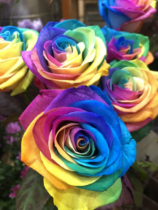 レインボーローズのtwitterイラスト検索結果