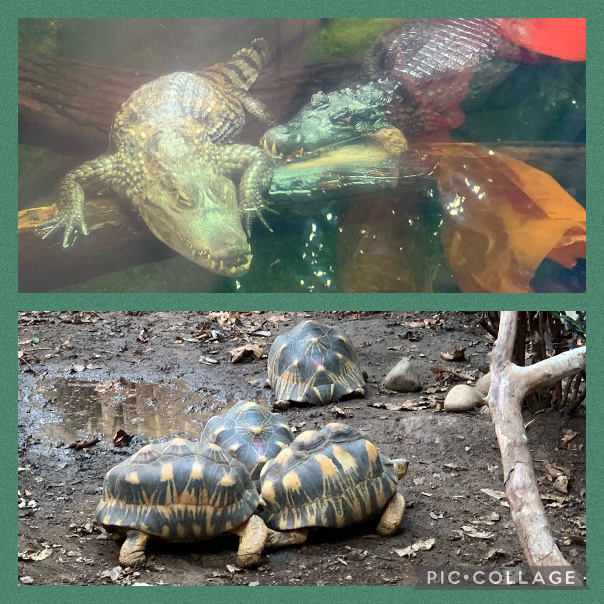 FrodshamCE's tweet photo. How do bees get to school?
They take the school buzz! ๐๐
Thanks Jess for an interesting, informative talk about bees & reptiles ๐๐ฆ
#HiveOfActivity #SssuperAfternoon
#Y6 @chesterzoo @learnatcz #wildlifeconnections https://t.co/7E3MiaK8AK