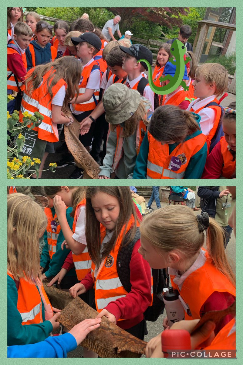 FrodshamCE's tweet photo. How do bees get to school?
They take the school buzz! ๐๐
Thanks Jess for an interesting, informative talk about bees & reptiles ๐๐ฆ
#HiveOfActivity #SssuperAfternoon
#Y6 @chesterzoo @learnatcz #wildlifeconnections https://t.co/7E3MiaK8AK