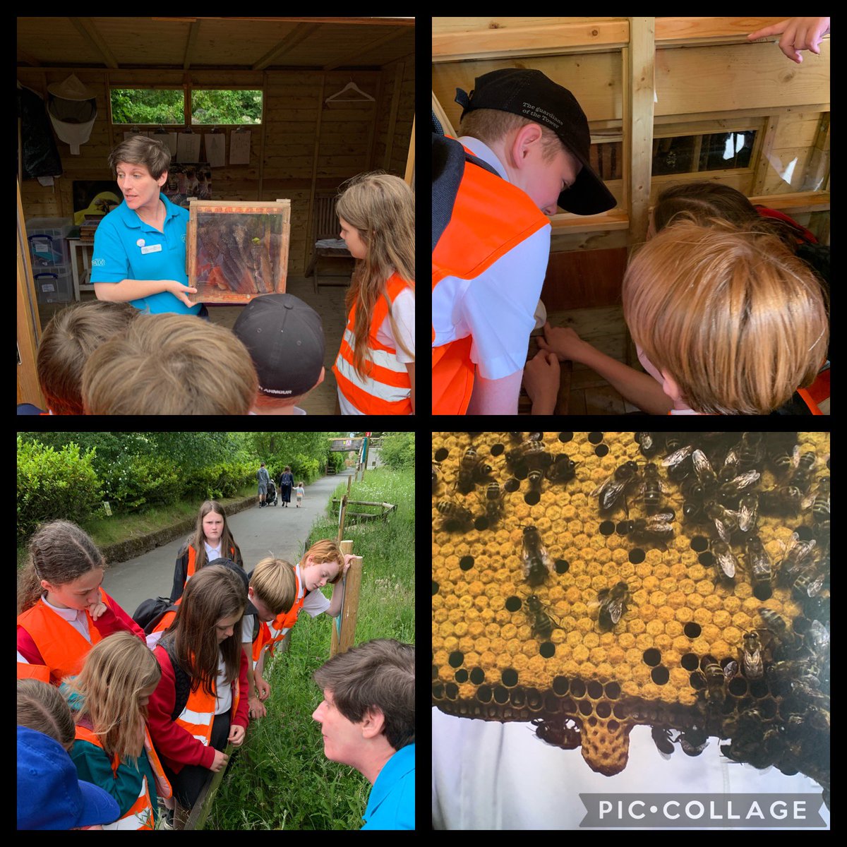 FrodshamCE's tweet photo. How do bees get to school?
They take the school buzz! ๐๐
Thanks Jess for an interesting, informative talk about bees & reptiles ๐๐ฆ
#HiveOfActivity #SssuperAfternoon
#Y6 @chesterzoo @learnatcz #wildlifeconnections https://t.co/7E3MiaK8AK