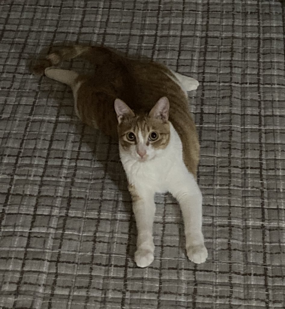 forBori_'s tweet photo. 이상한 자세로 앉기 #고양이 #입양홍보 https://t.co/Hkd3qIJzvw