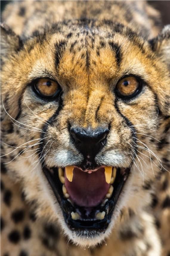 As a DB coach there’s no bigger red flag during the recruiting process than a prospect being overly concerned about who else or how many other guys we’re recruiting at the position. If you’re truly confident, which you have to be to play DB, that shouldn’t matter. #Cheetahs #Ap2w