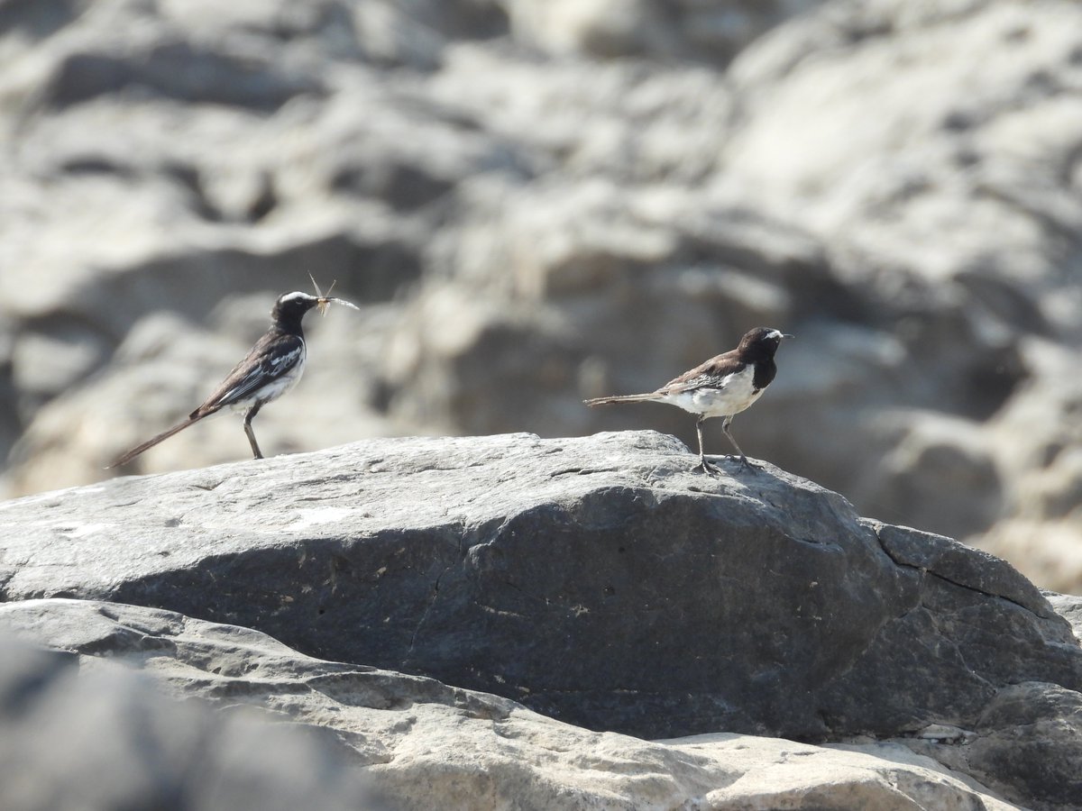 RatapaniWLS's tweet photo. #Pre_Monsoon_Bird_survey_RWLS https://t.co/Wlqg0mzfUu