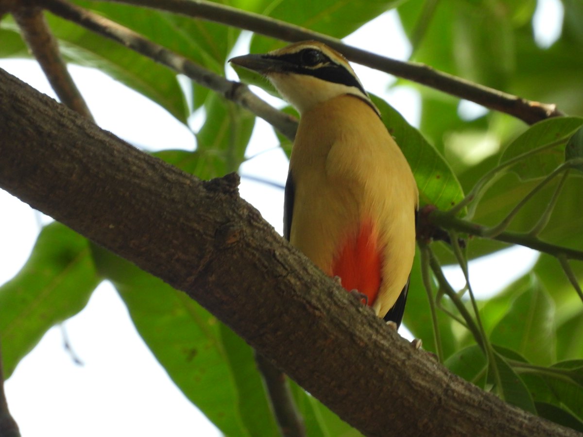 RatapaniWLS's tweet photo. #Pre_Monsoon_Bird_survey_RWLS https://t.co/Wlqg0mzfUu