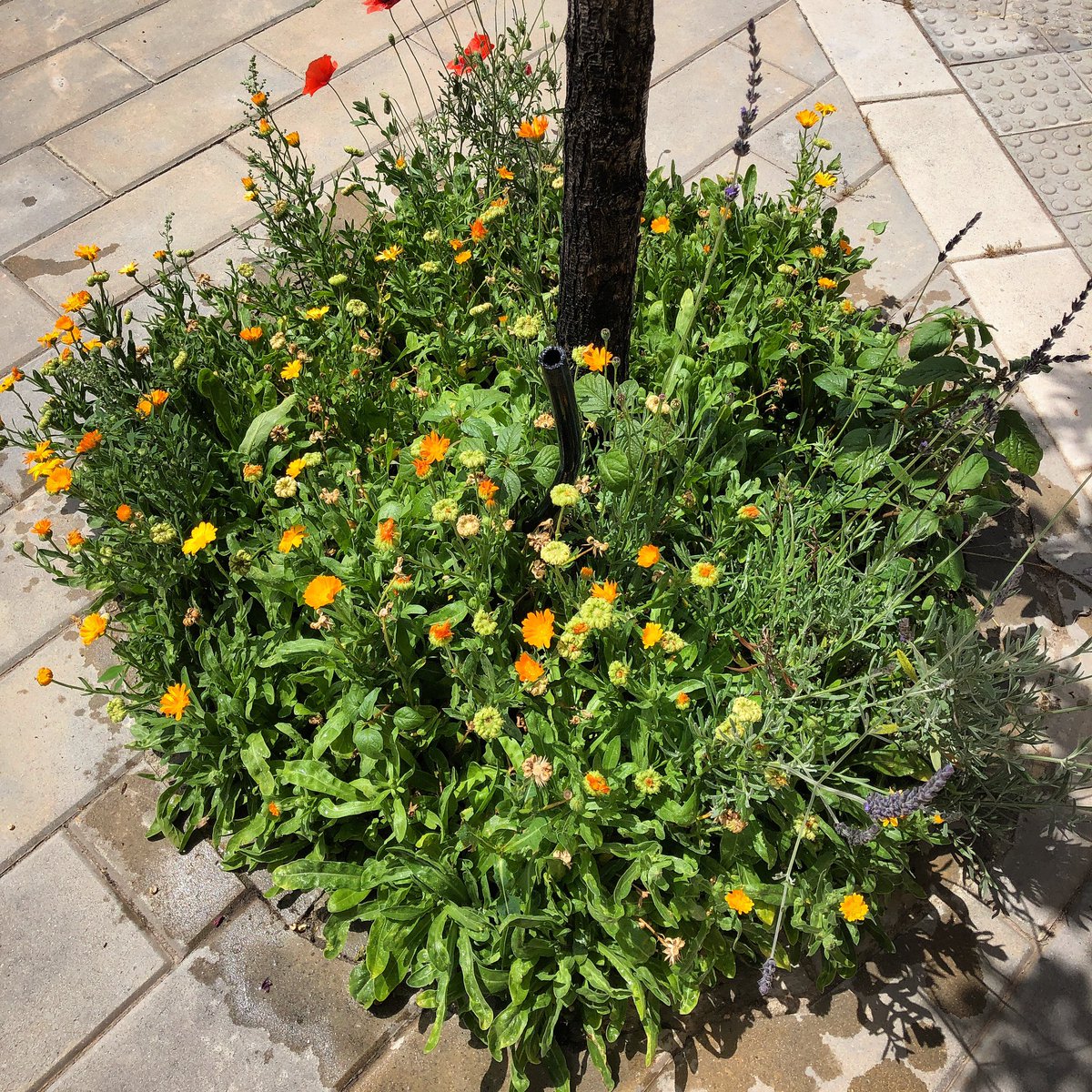 viento_rama's tweet photo. Yo planté cuatro caléndulas y una lavanda; las amapolas y el bledo vinieron solos a integrarse en una de las pequeñas #islasdebiodiversidad en que transformamos los dos alcorques más próximos a casa… #alcorquesvivos que son oasis de frescura para #polinizadores 🌿🌺🐝 https://t.co/o3NACcayf2