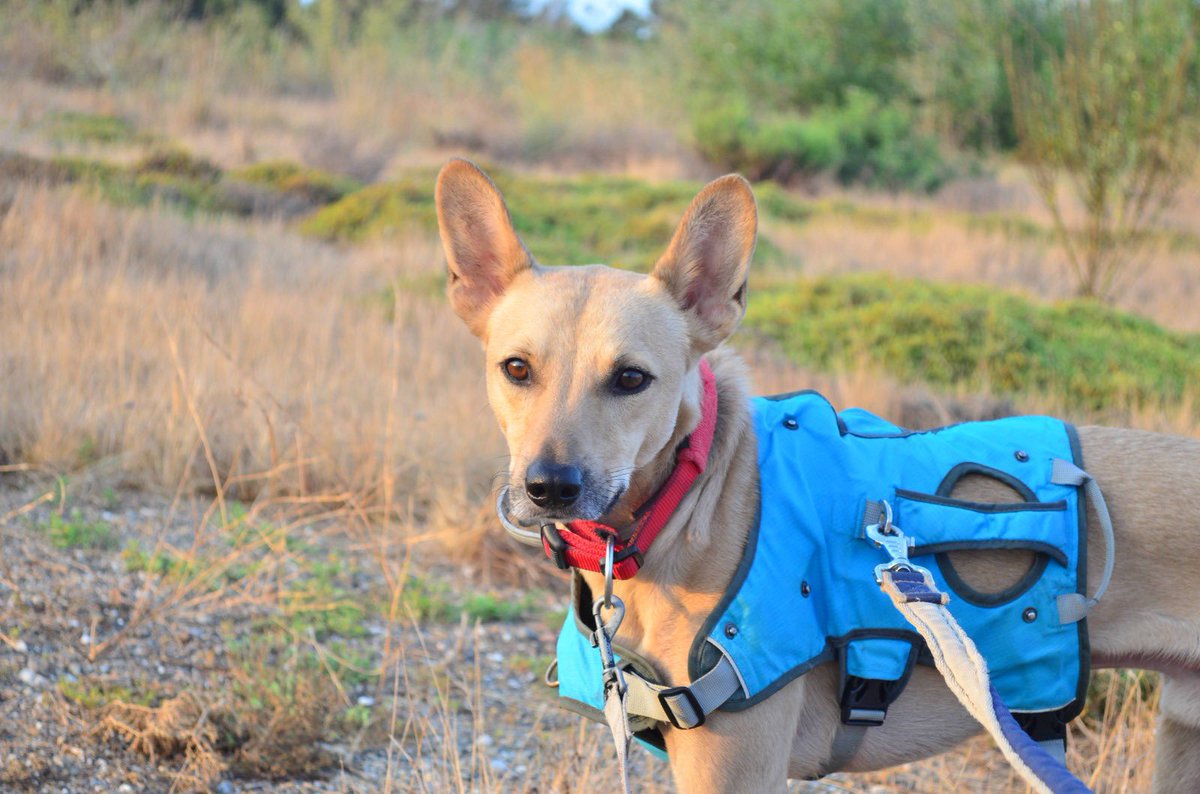 protemalaga's tweet photo. Pumba, 2 años, mix podenco.
Miedoso y tranquilo.
Pasea bien con correa, hace pis y caca fuera. Tiene miedo a la gente y ruidos fuertes.
Familia con experiencia en perros miedosos o dispuesta a trabajar con adiestrador. Si estás interesado en Pumba: modulot@protectoramalaga.com https://t.co/MIMIaLkW8o