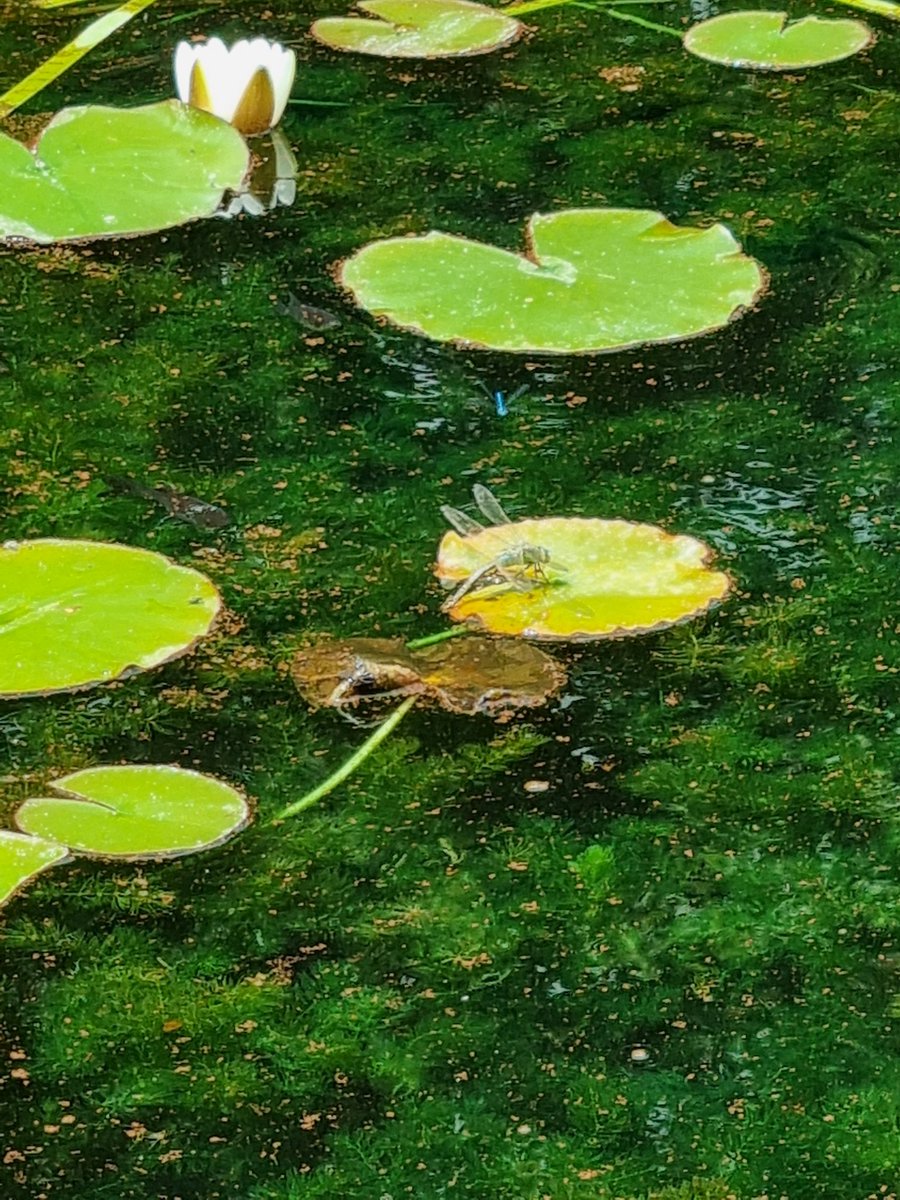 Kayleigh90_H's tweet photo. @BBCSpringwatch spotted in the gardens of Walmer Castle. A dragonfly landing on a lily pad https://t.co/LreAPoQi4j