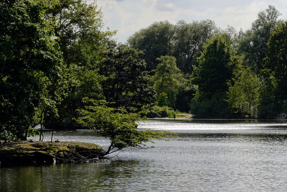 fotoaufnahme's tweet image. Zwischen dem Wald- und Wiesengewässer "#Rotbach" und dem Durchfließen der Altstadt von Dinslaken, wird der Bachlauf im Ortsteil Hiesfeld in einem See gestaut.