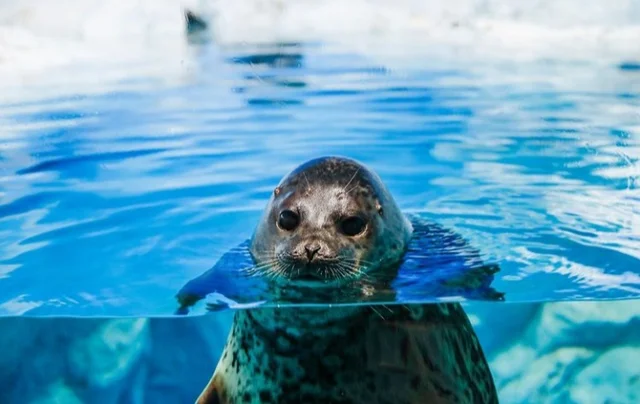 HaveSeal's tweet photo. https://t.co/StduEff3yx