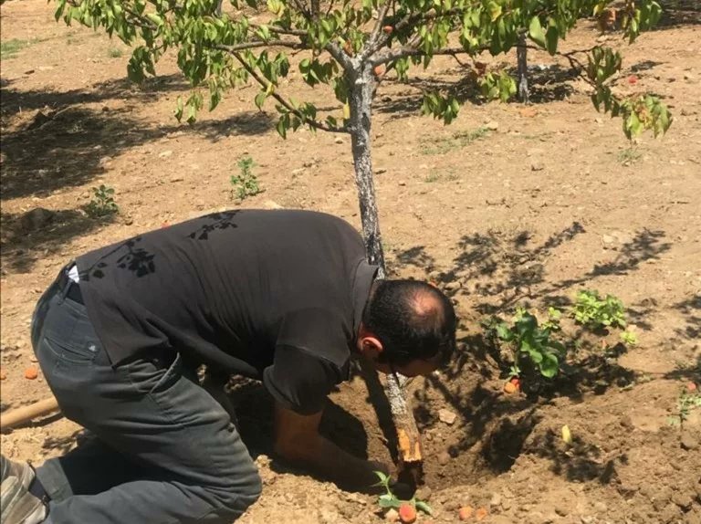 IlceSelcuk's tweet photo. İlçemiz #Çamlık Mahallesindeki çiftçimizin #kayısı ağaçlarında meydana gelen kuruma şikayetine istinaden yapılan incelemede fidan dip kurdunun (#Capnodis spp.) kurumaya neden olduğu tespit edilmiş olup mücadelesi ile ilgili bilgilendirme yapılmıştır. #Tarımda35inİzi @izmirtarim https://t.co/Ur4EOmPZqt
