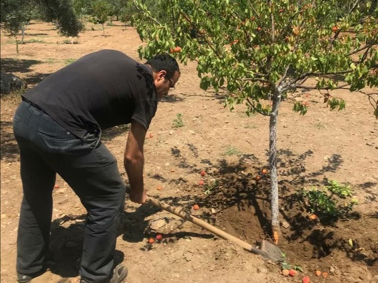IlceSelcuk's tweet photo. İlçemiz #Çamlık Mahallesindeki çiftçimizin #kayısı ağaçlarında meydana gelen kuruma şikayetine istinaden yapılan incelemede fidan dip kurdunun (#Capnodis spp.) kurumaya neden olduğu tespit edilmiş olup mücadelesi ile ilgili bilgilendirme yapılmıştır. #Tarımda35inİzi @izmirtarim https://t.co/Ur4EOmPZqt